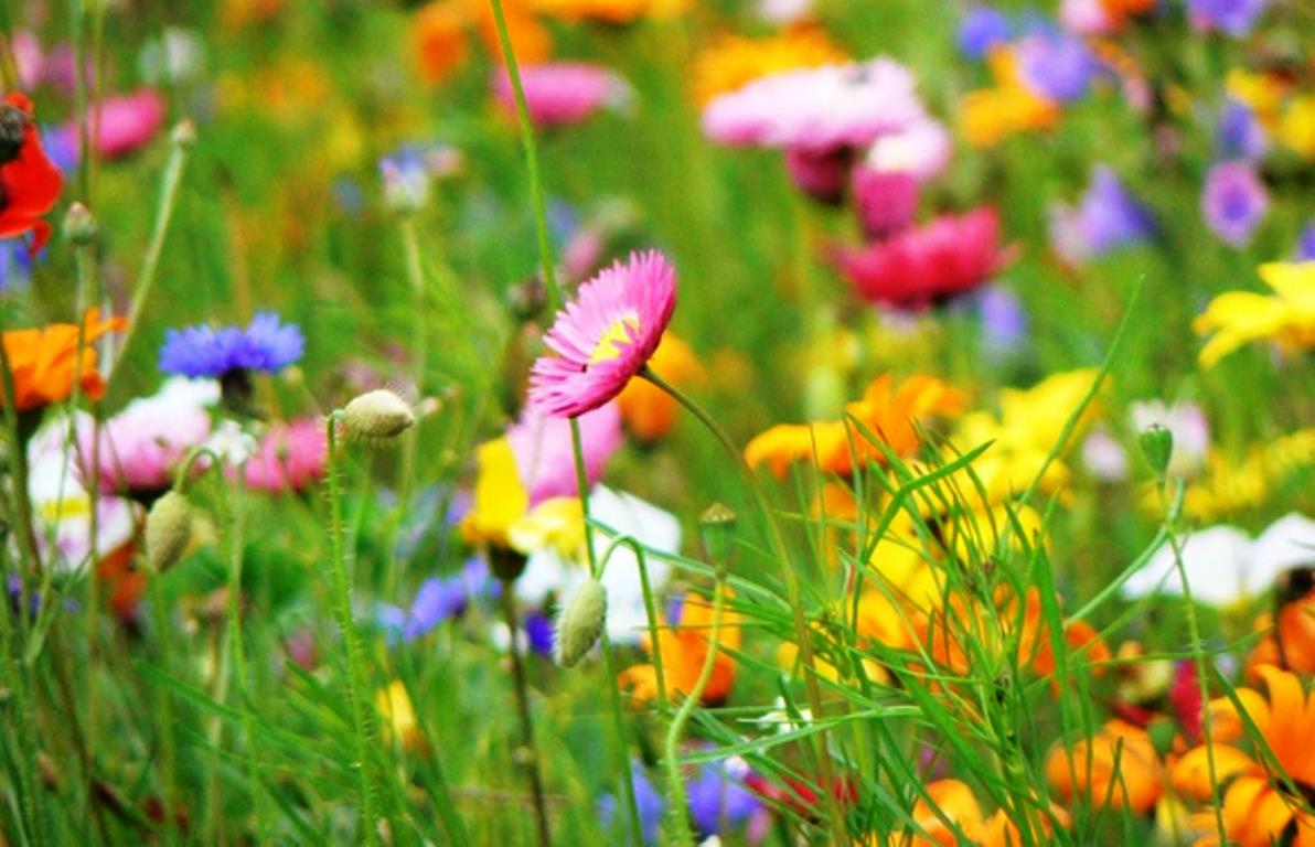 Comunicación planta-abeja