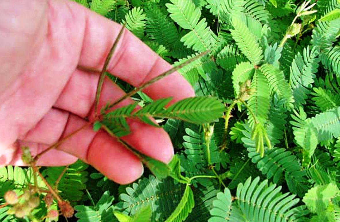 Relación humano-planta