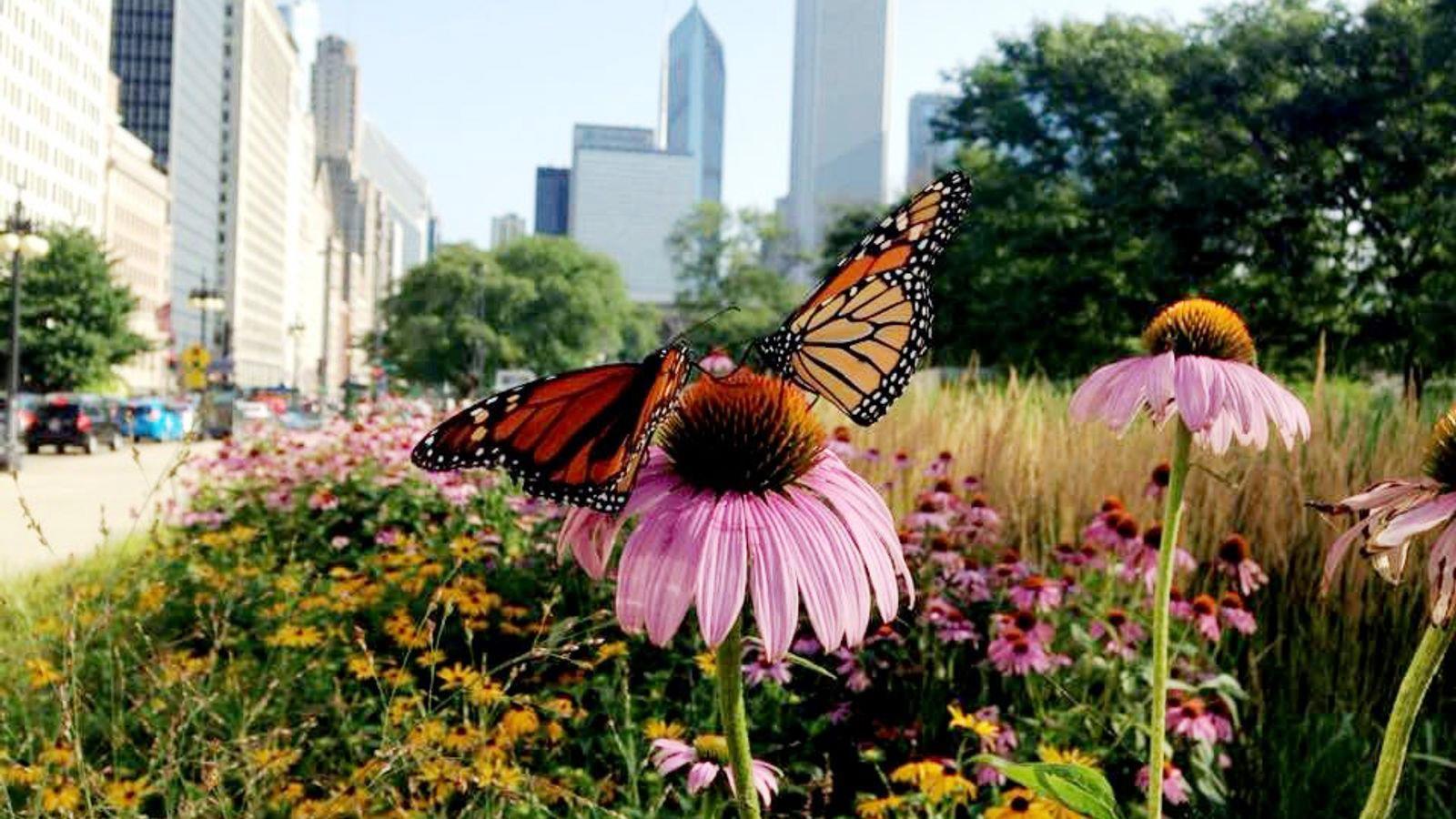 Corredores Biológicos