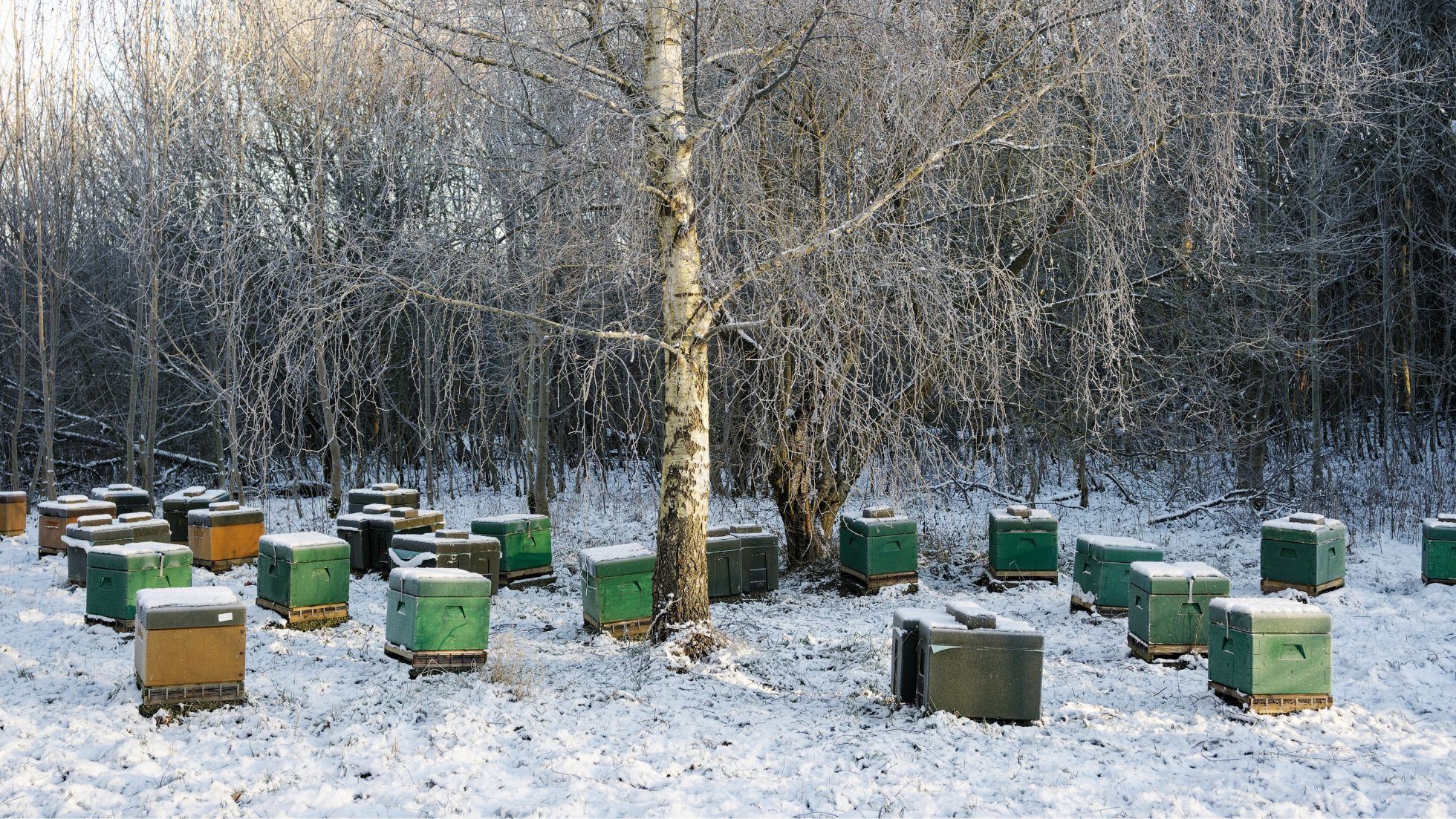 ¿Dónde están las abejas en invierno? Estas son sus estrategias para sobrevivir al frío