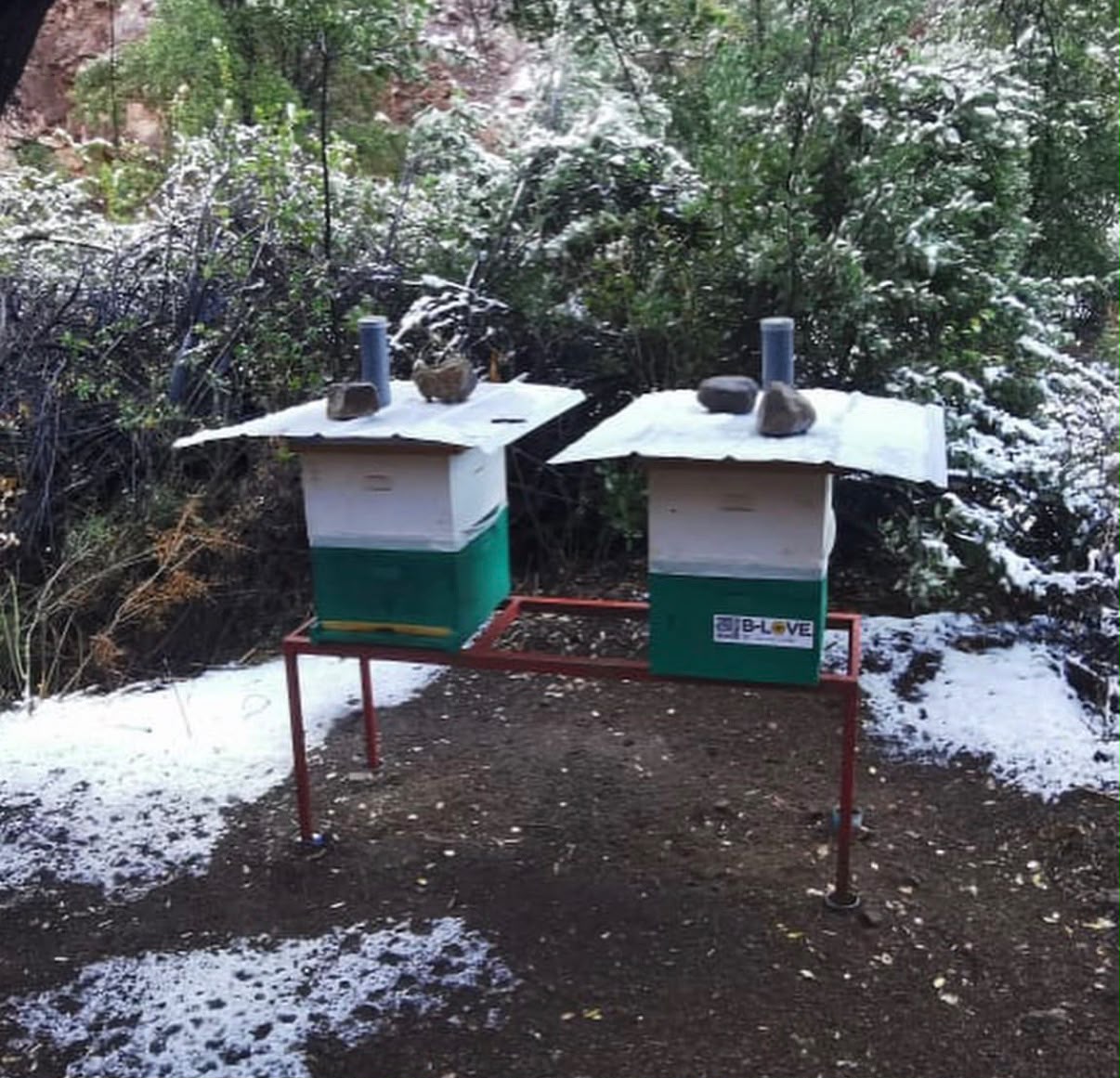 ¿Dónde están las abejas en invierno? Estas son sus estrategias para sobrevivir al frío