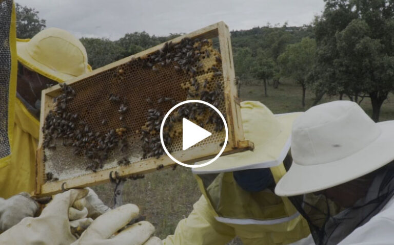 Campos de colmenas para ciudadanos que quieran convertirse en apicultores