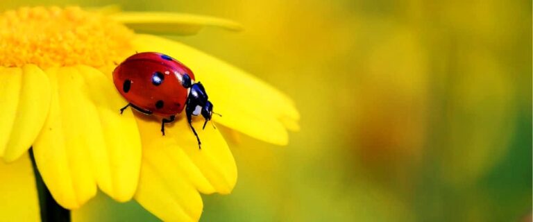 Cómo atraer insectos al jardín
